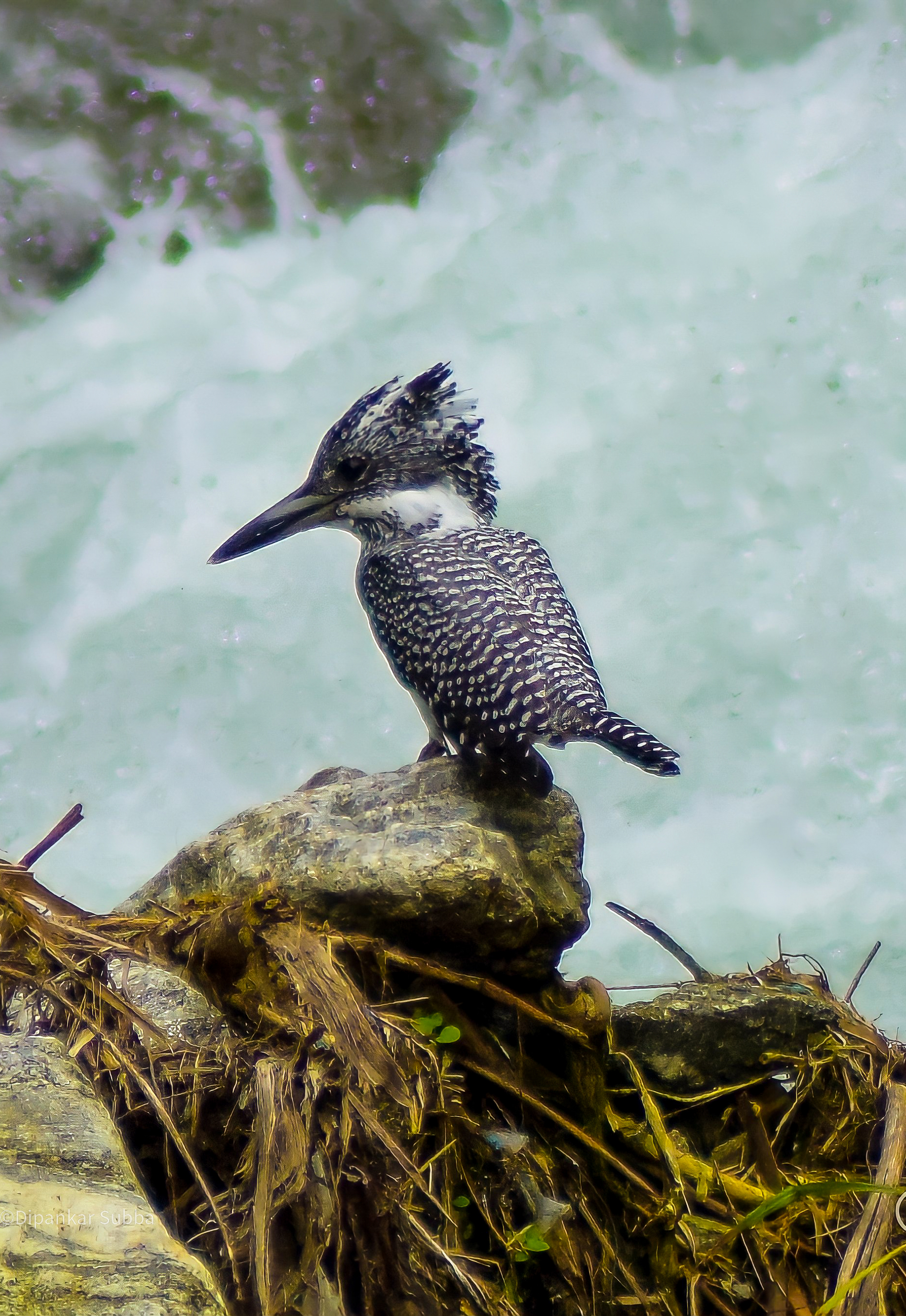 Crested Kingfisher